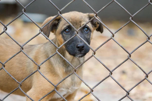 Portrait of a puppy in an animal shelter — Stock Photo, Image