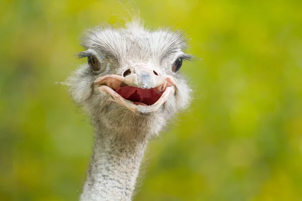 Ostrich of portrait — Stock Photo, Image