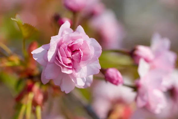 Цветущие розовые цветы сакуры — стоковое фото