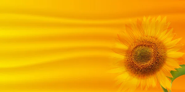 Slunečnicový Letní Květinové Pozadí — Stockový vektor