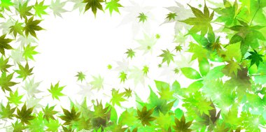 Akçaağaç yaz yaprak arka plan