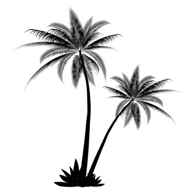 Palmiye ağacı palmiye yaz simgesi