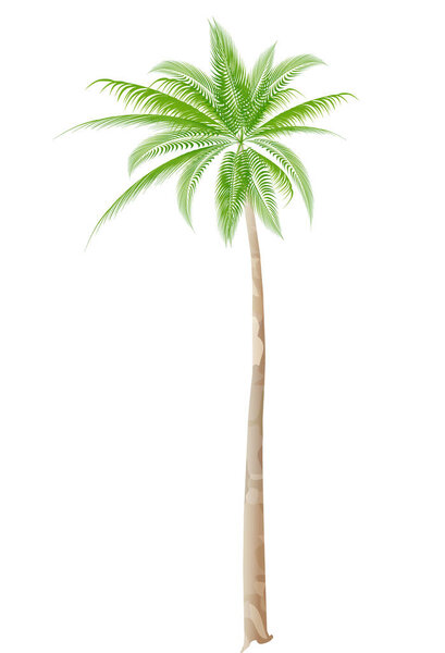 Palm tree Palm summer icon