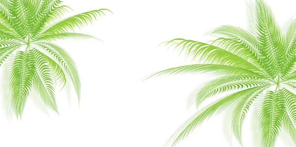 Palm Summer Scenery Background — Stock Vector