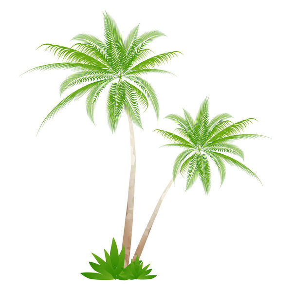 Palm tree Palm summer icon
