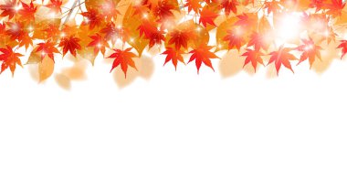 Sonbahar yaprakları akçaağaç sonbahar arkaplanı