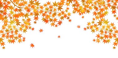 sonbahar yaprakları sonbaharda arka plan