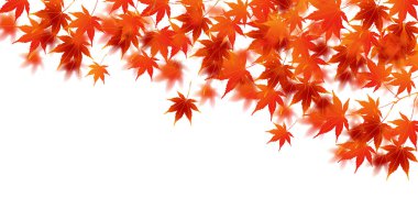 sonbahar yaprakları sonbaharda arka plan