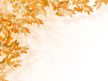 Sonbahar yaprakları akçaağaç sonbahar arkaplanı