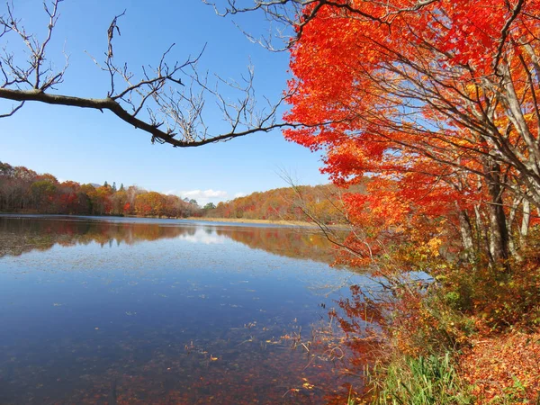 Autumn Leaves Autumn Landscape Background — Stock Photo, Image