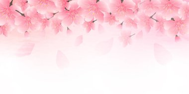 Kiraz çiçeği bahar çiçeği arka planı