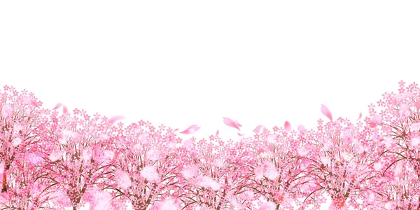 Cherry Blossom Spring Flower Background — Stock Vector