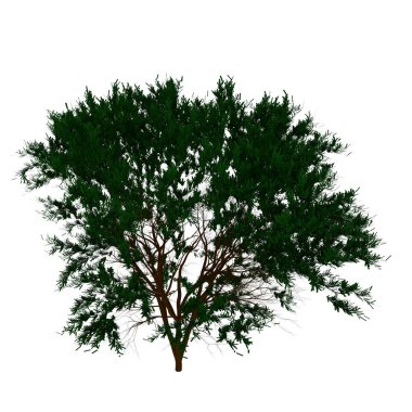 Ağaç taze yeşil yeşil simge