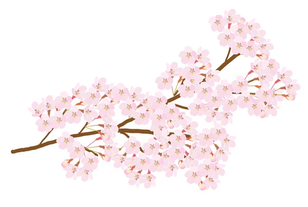 Třešňové Květy Jarní Květinová Ikona — Stockový vektor