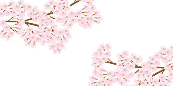 Cherry Blossom Spring Flower Background — Stock Vector