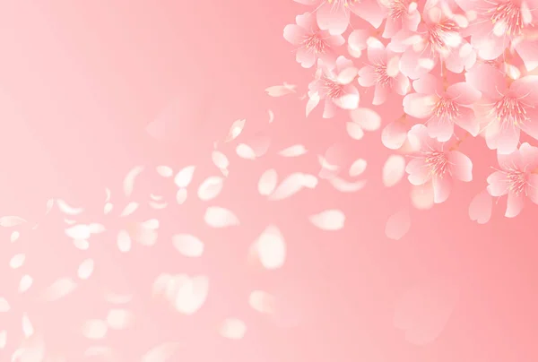 Kiraz çiçeği bahar çiçeği arka planı