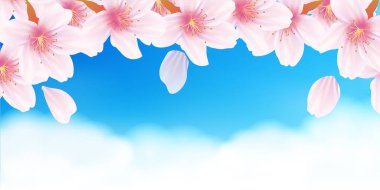 Kiraz çiçeği bahar çiçeği arka planı