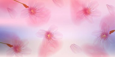 Kiraz çiçeği bahar çiçeği arka planı