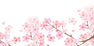 Kiraz çiçeği bahar çiçeği arka planı