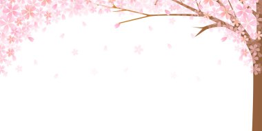 Kiraz çiçeği bahar çiçeği arka planı