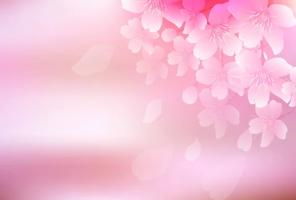 Körsbärsblomma Våren Blomma Bakgrund — Stock vektor