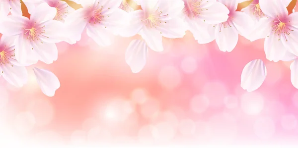 Körsbärsblomma Våren Blomma Bakgrund — Stock vektor
