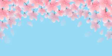 Kiraz çiçeği bahar çiçeği arka planı