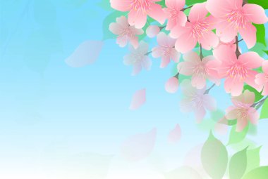 Kiraz çiçeği bahar çiçeği arka planı