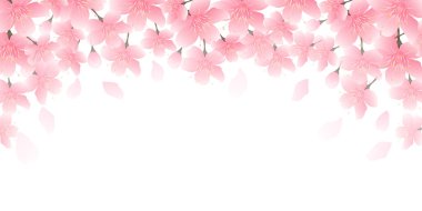 Kiraz çiçeği bahar çiçeği arka planı