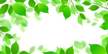 Taze yeşil yaprakları yeşil arka plan