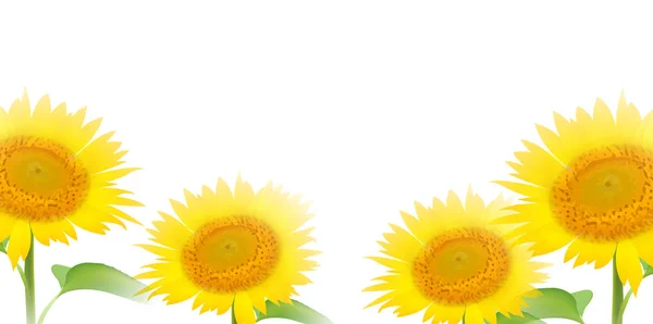 Sunflower Summer Flower Background — Stock Vector