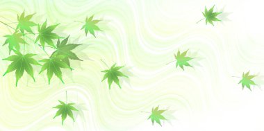 Akçaağaç taze yeşil yaprakları arka plan