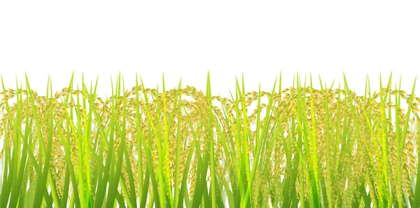 Rice Rice Höst Bakgrund — Stock vektor