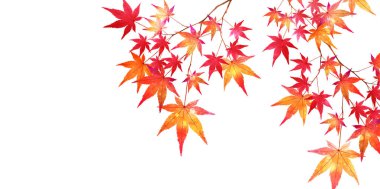 Sonbahar akçaağaç yaprakları arka plan yaprakları