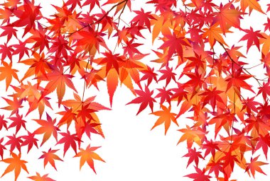 Sonbahar akçaağaç yaprakları arka plan yaprakları