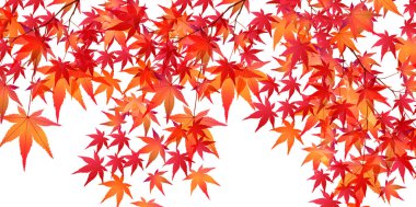 Sonbahar akçaağaç yaprakları arka plan yaprakları