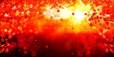 Sonbahar yaprakları akçaağaç sonbahar arkaplanı