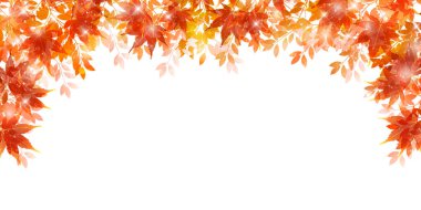 Sonbahar yaprakları akçaağaç sonbahar arkaplanı