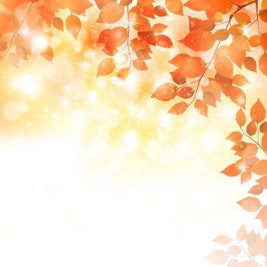 Sonbahar yaprakları akçaağaç sonbahar arkaplanı