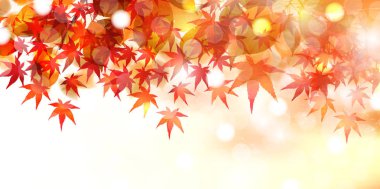 Sonbahar yaprakları akçaağaç sonbahar arkaplanı