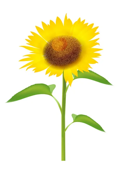 Sonnenblume Sommer Natur Ikone — Stockvektor