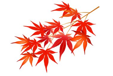 Sonbahar yaprakları akçaağaç sonbahar simgesi