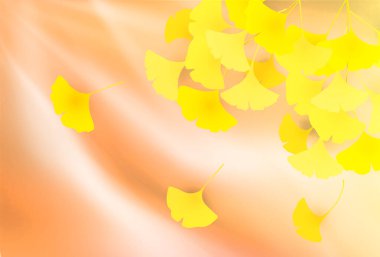 Güz yaprakları ginkgo sonbahar arkaplanı
