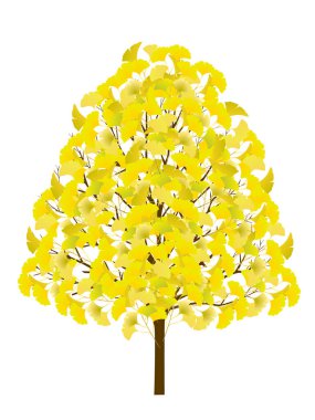 Sonbahar Ginkgo sonbahar simgesinden ayrılıyor