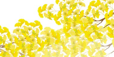 Güz yaprakları ginkgo sonbahar arkaplanı