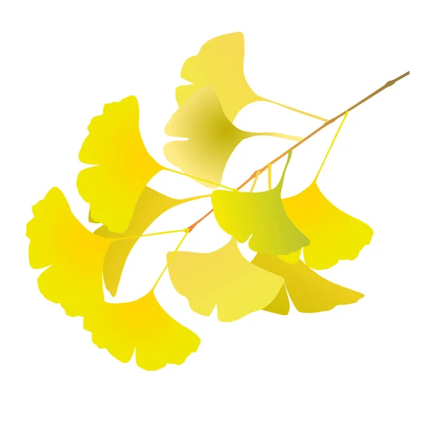 Hojas Otoño Ginkgo Icono Otoño — Vector de stock