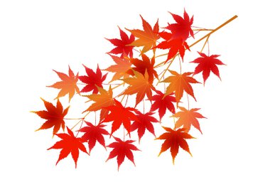 Sonbahar yaprakları akçaağaç sonbahar simgesi