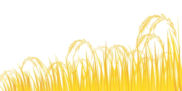 Rijst Rijst Plant Landbouw Achtergrond — Stockvector