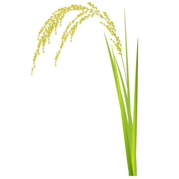 Riz Riz Plante Icône Agriculture — Image vectorielle