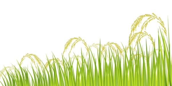 Ris Ris Växt Jordbruk Bakgrund — Stock vektor